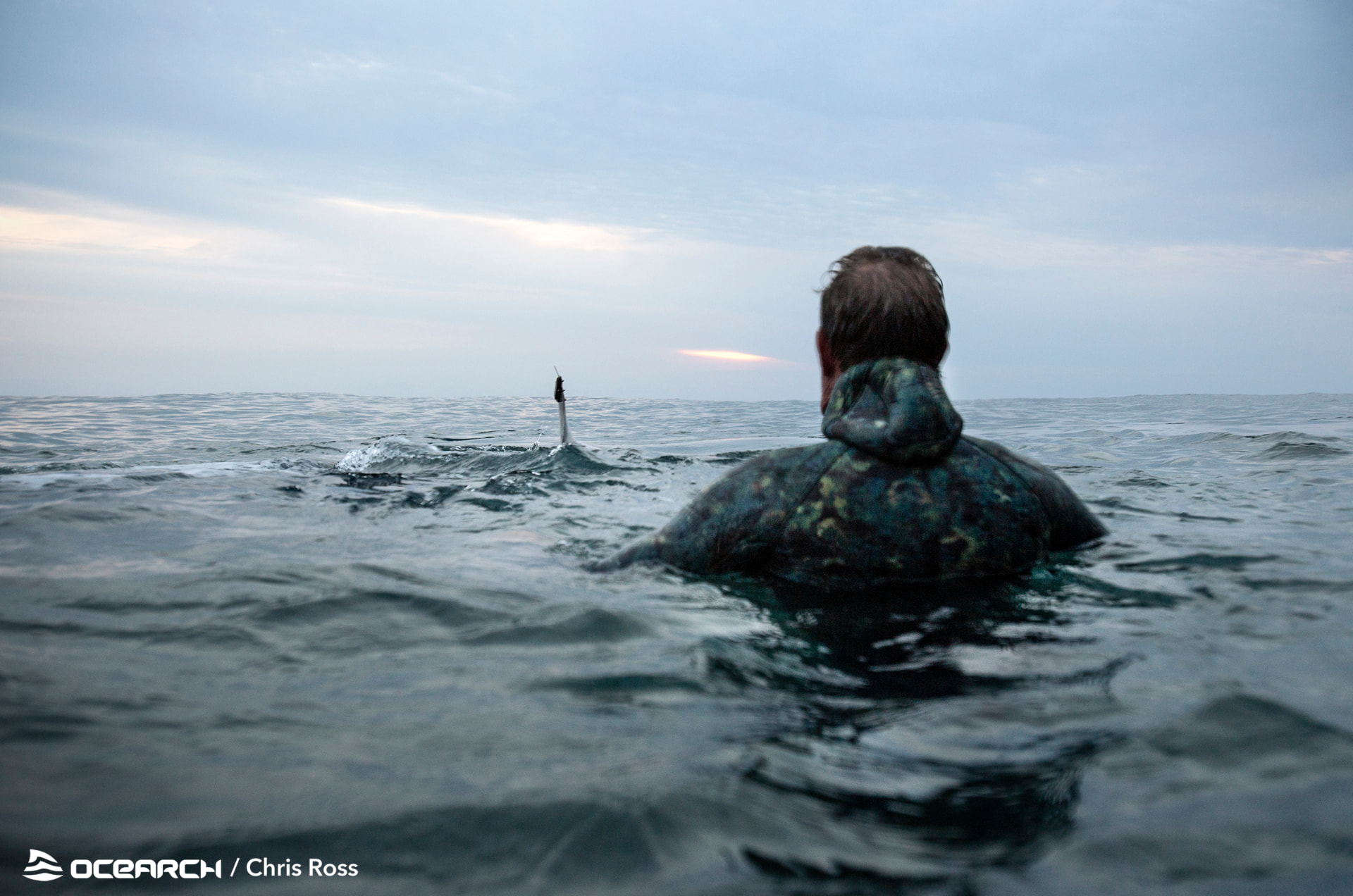 An OCEARCH researcher in the water at dawn watching a fin break the surface