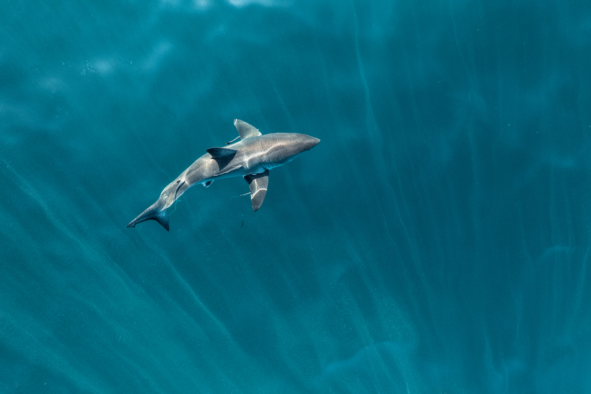 Aerial view of a shark gliding through open blue water