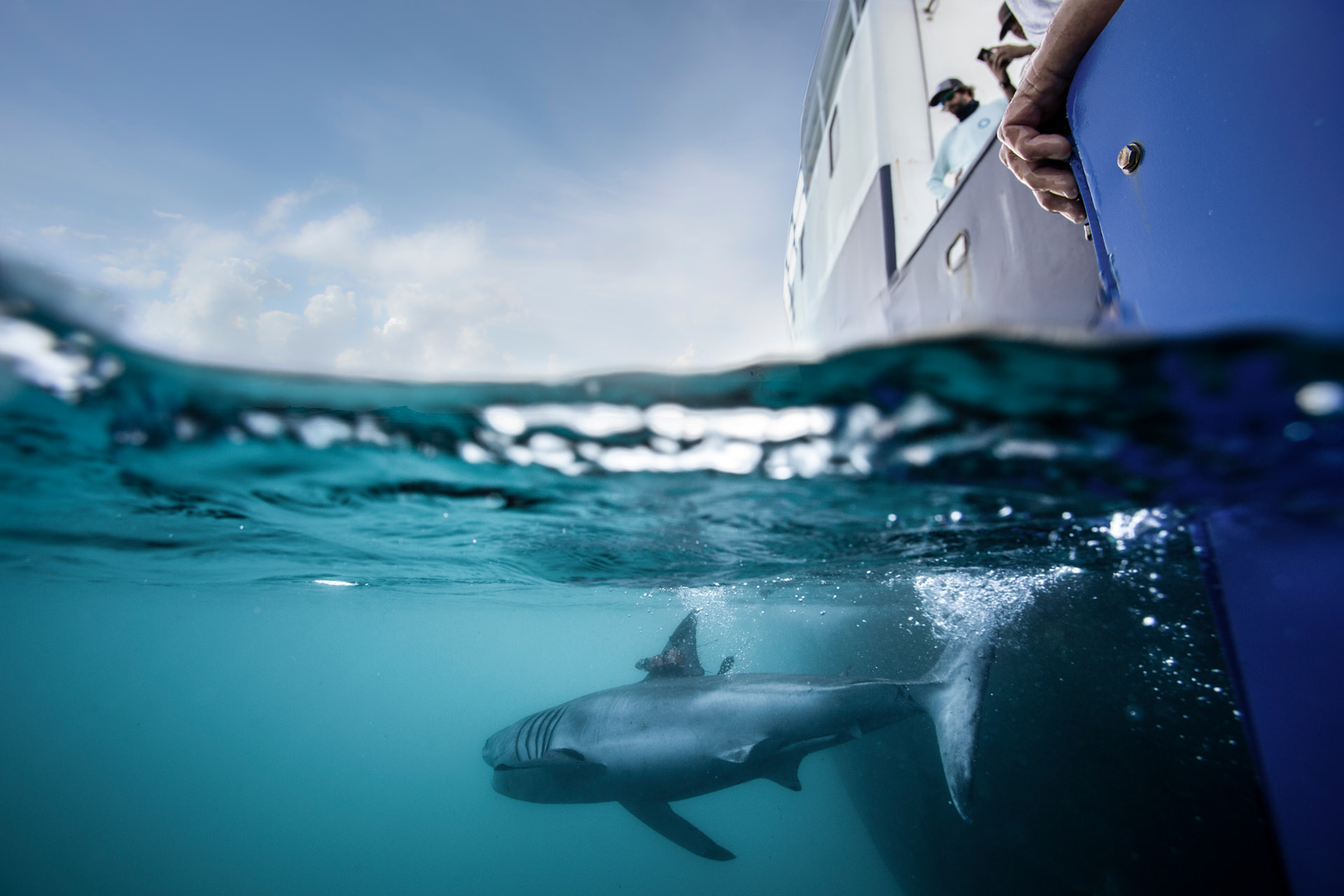 A tagged shark swims beside the OCEARCH research vessel