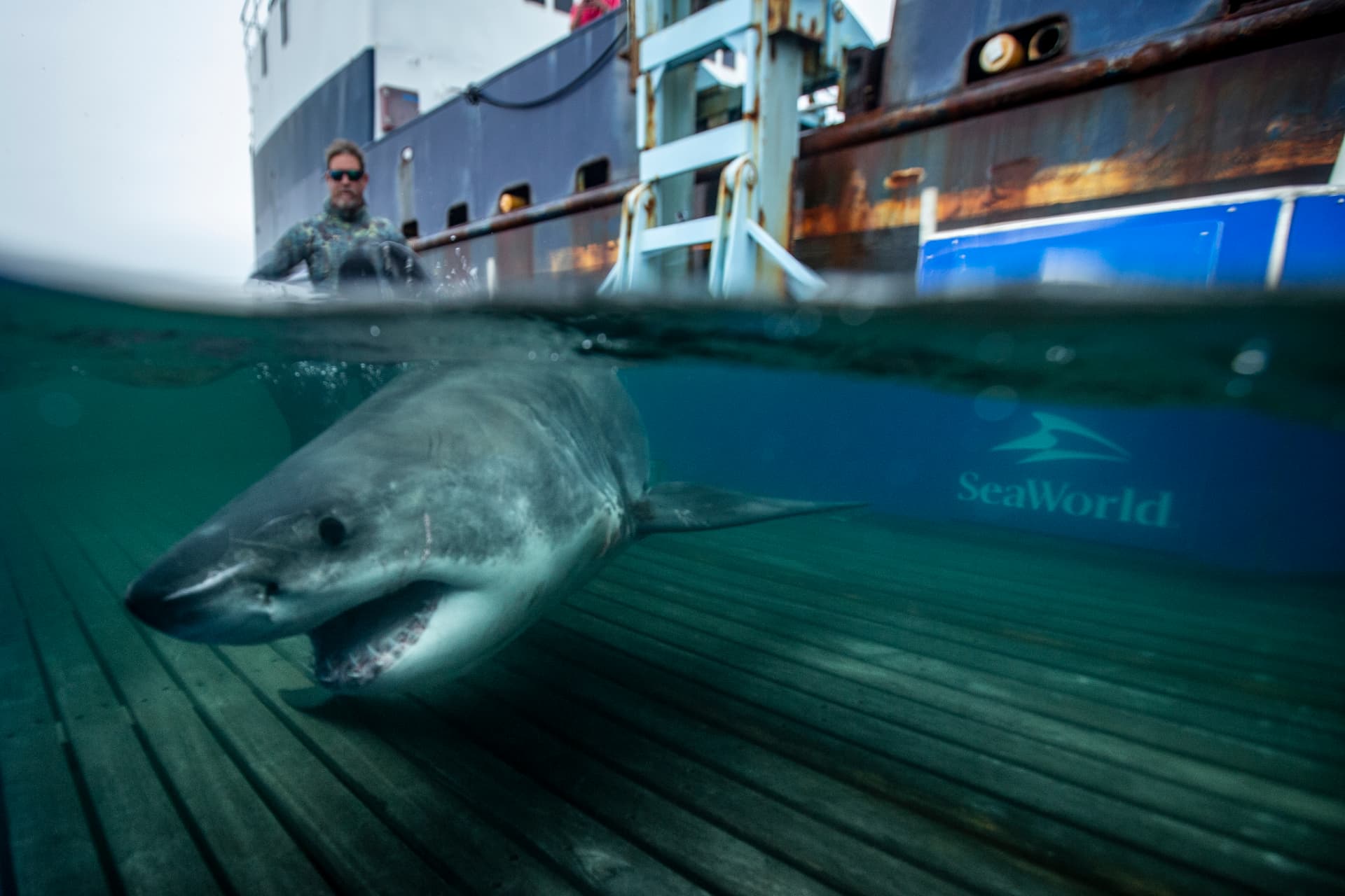 An OCEARCH researcher kneeling beside a tagged white shark on the lift platform of the research vessel at sea