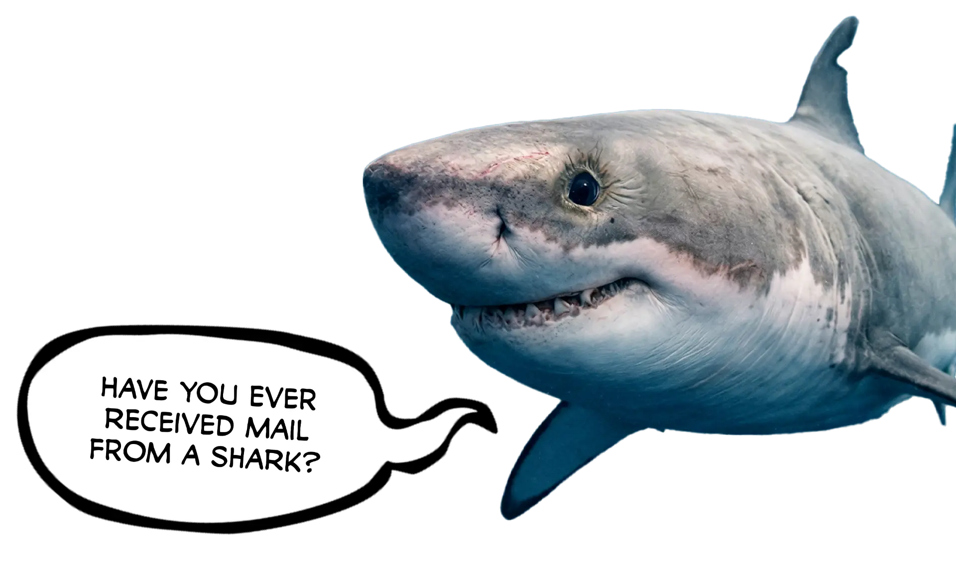 Great white shark sticker asking if you have ever received mail from a shark